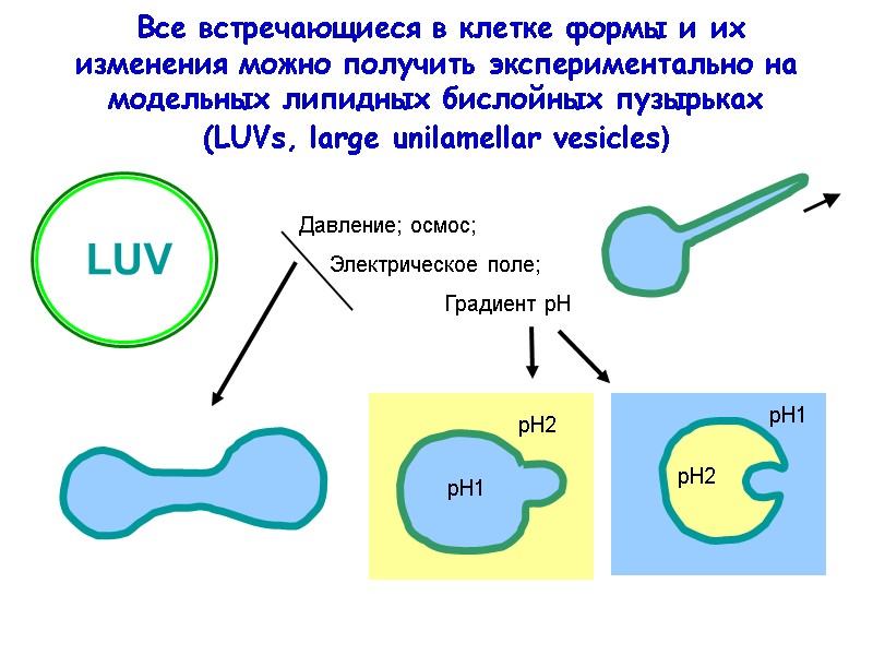 Все встречающиеся в клетке формы и их изменения можно получить экспериментально на модельных липидных